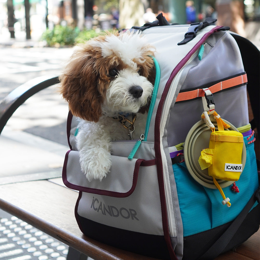 BAG – iCANDOR