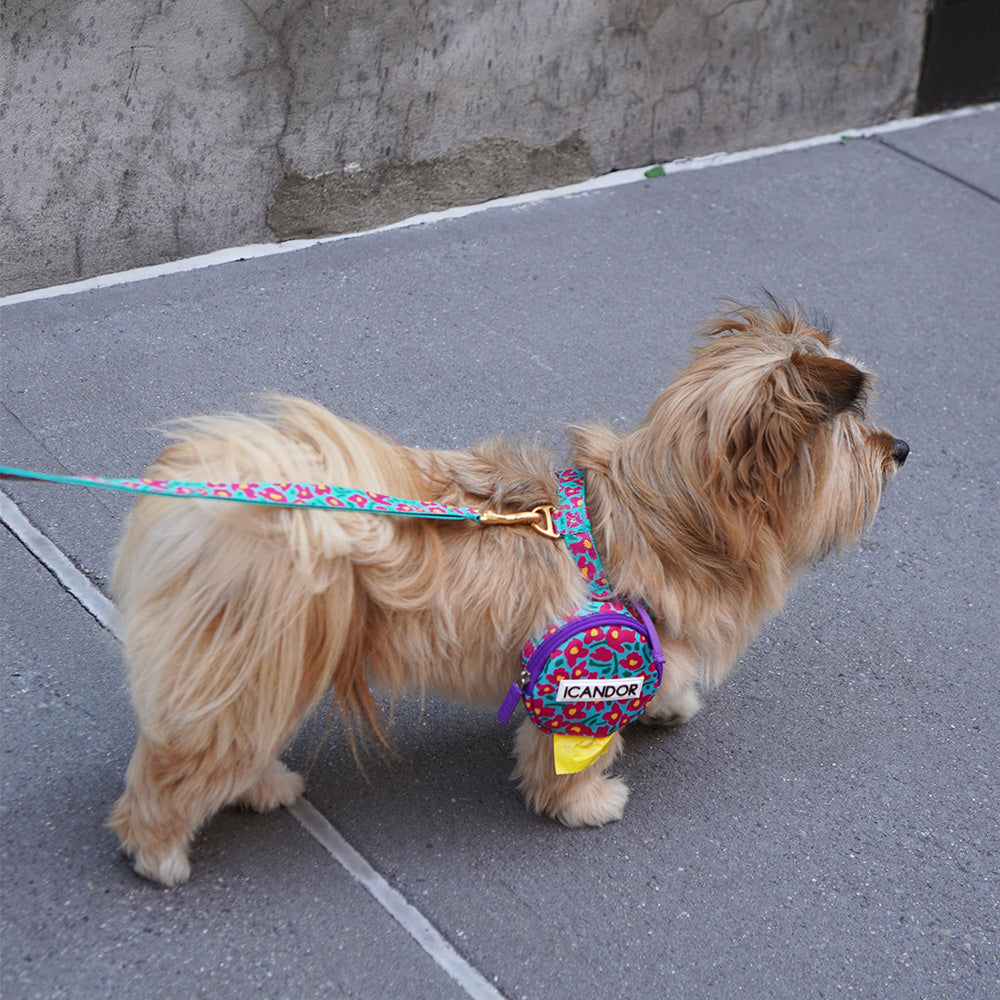 LEASH