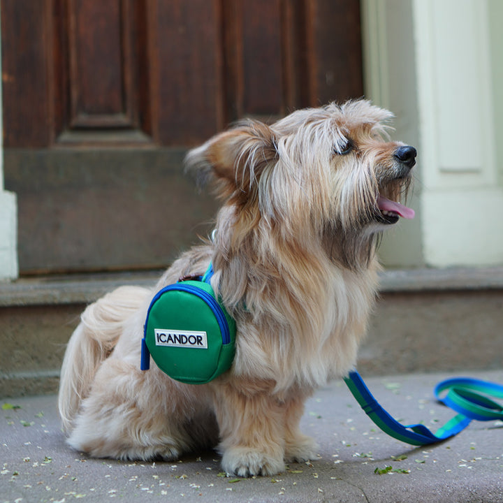 No-Pull Harness_Forest