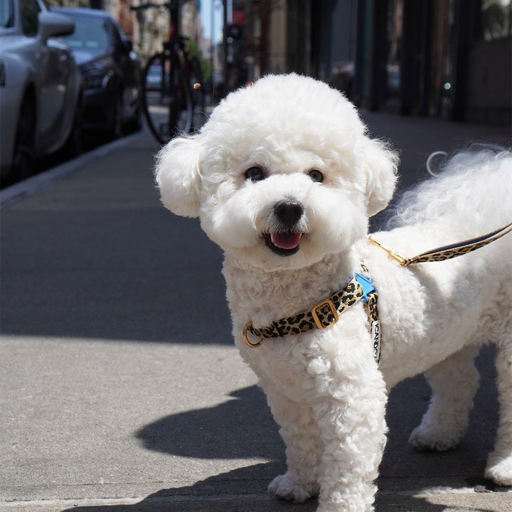 No-Pull Harness_Leopard