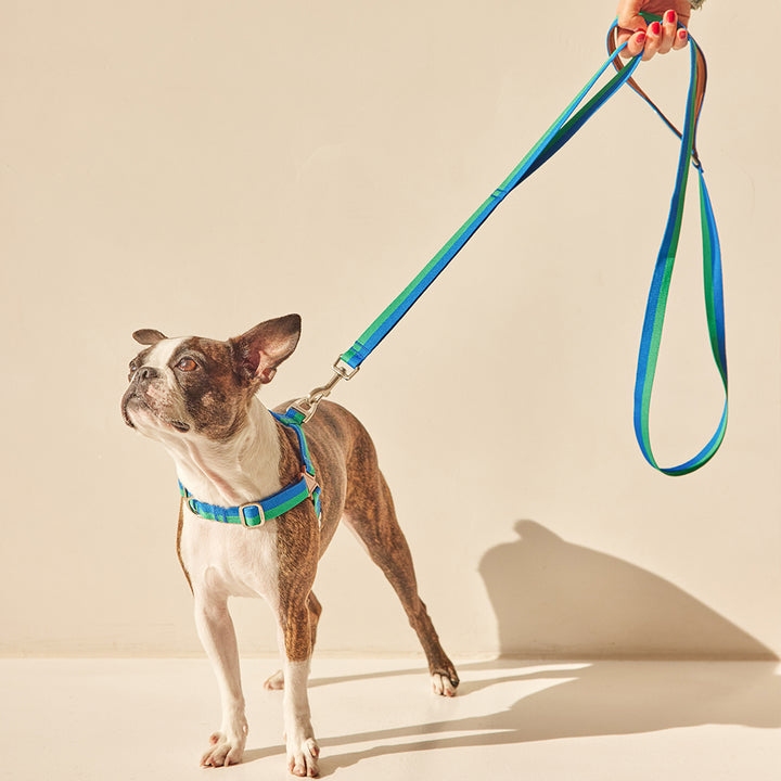 No-Pull Harness_Forest