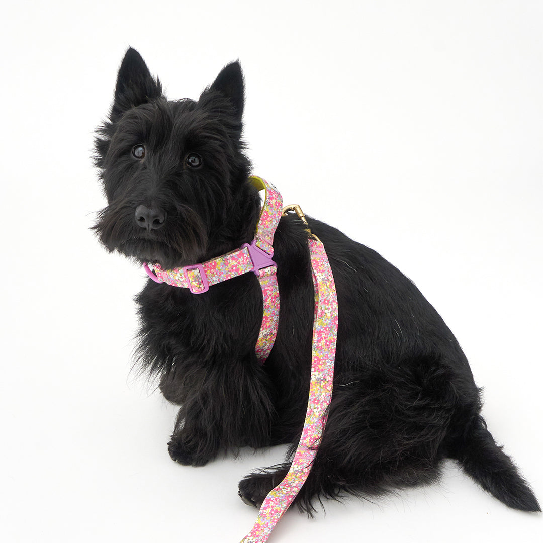 No-Pull Harness_Flora
