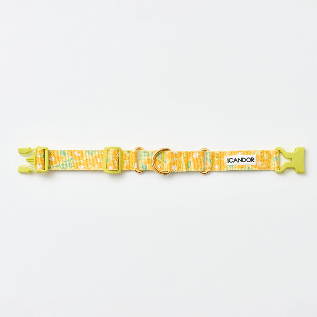 Martingale Collar, Buckle_Big Fish Yellow