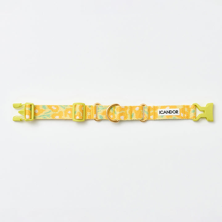 Martingale Collar, Buckle_Big Fish Yellow