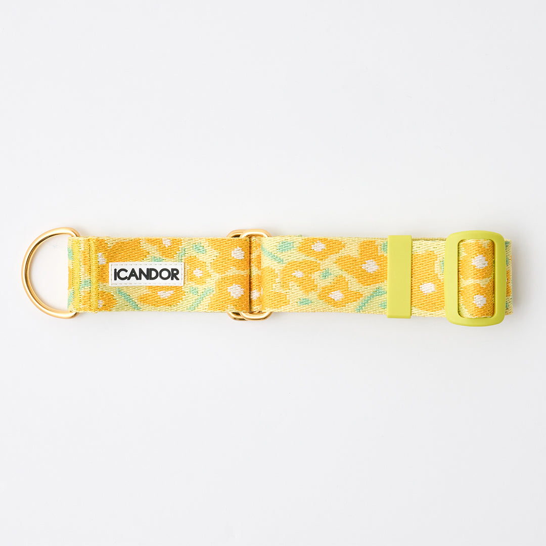 Smooth Martingale Collar 38mm_Big Fish Yellow