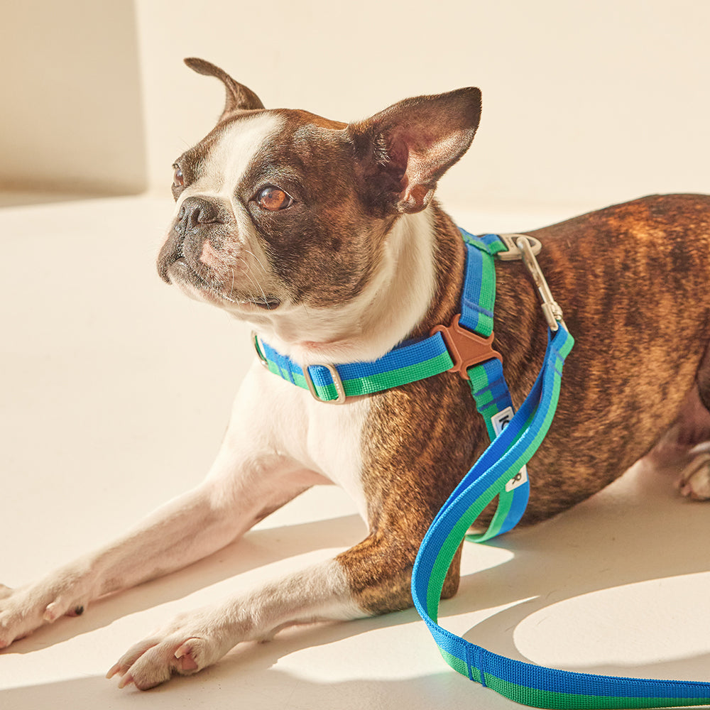 No-Pull Harness_Forest