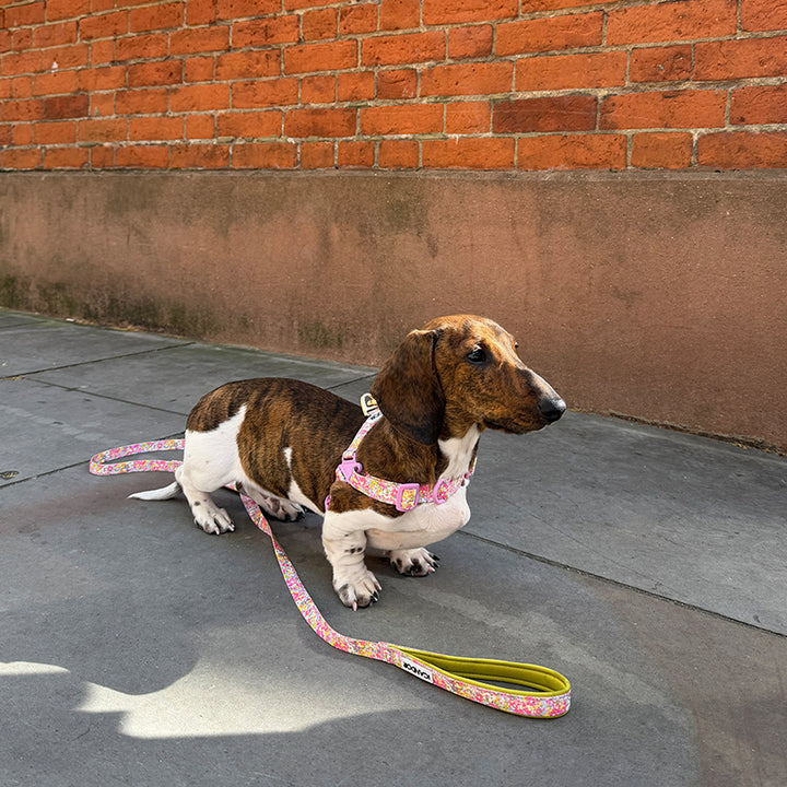 No-Pull Harness_Flora