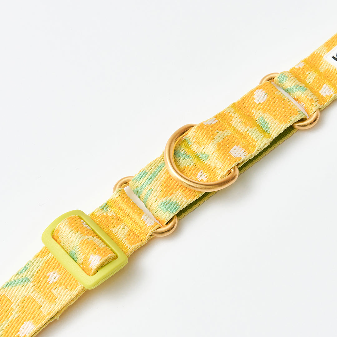 Martingale Collar, Buckle_Big Fish Yellow