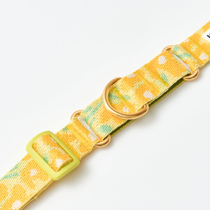 Martingale Collar, Buckle_Big Fish Yellow