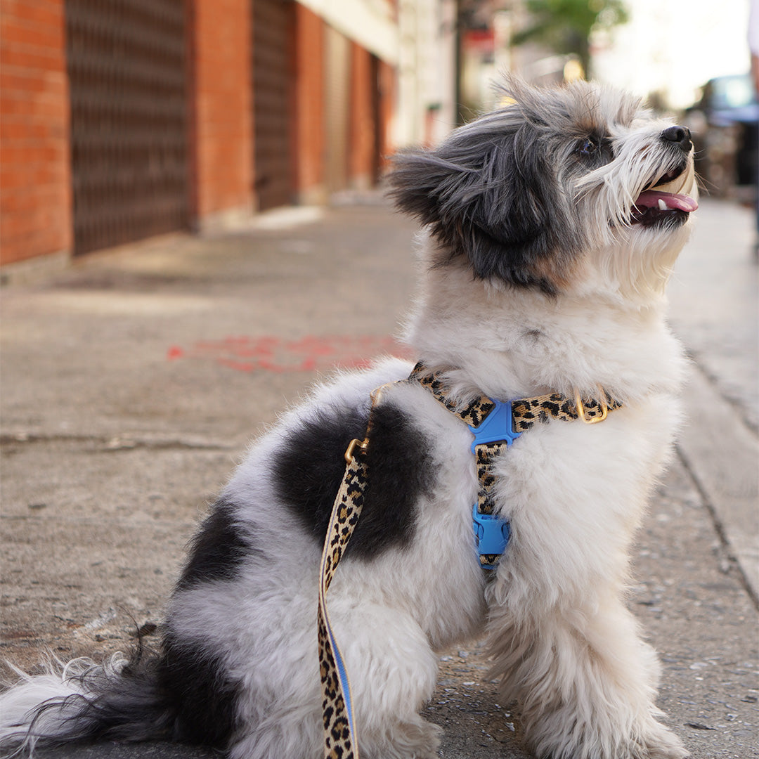 No-Pull Harness_Leopard