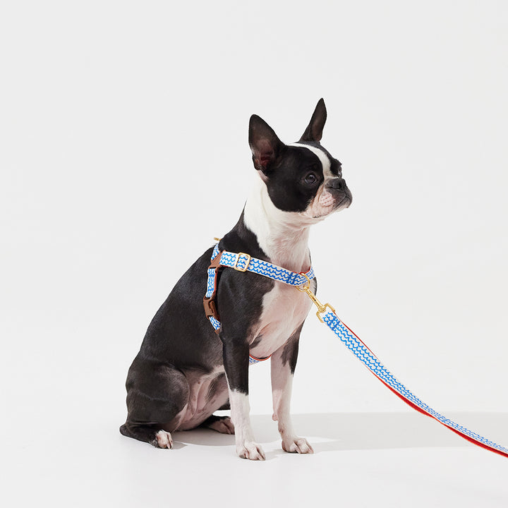 No-Pull Harness_Surfrider