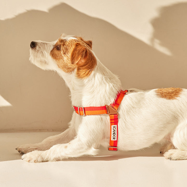 No-Pull Harness_Sunset