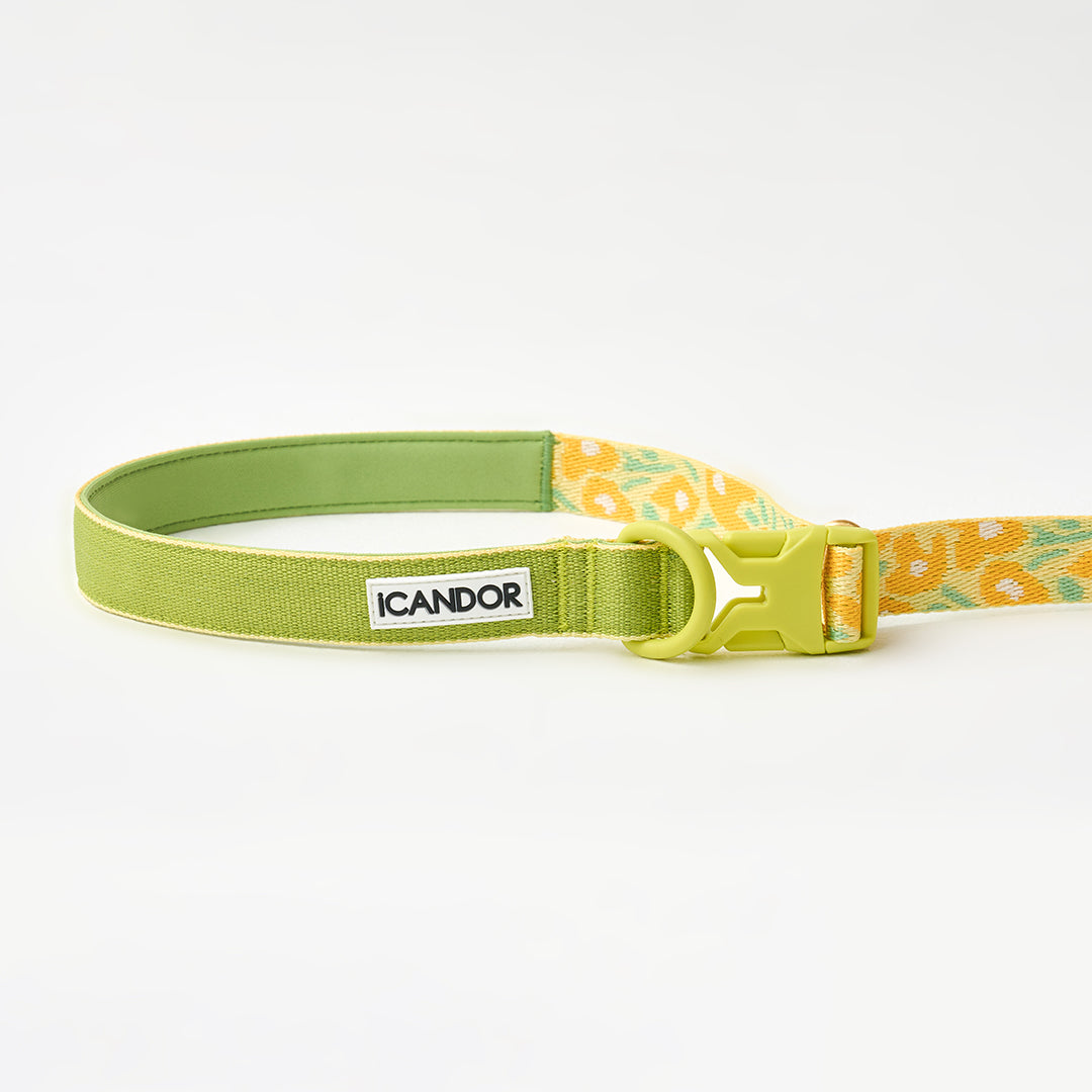 Gentle Leash Bolt_Big Fish Yellow
