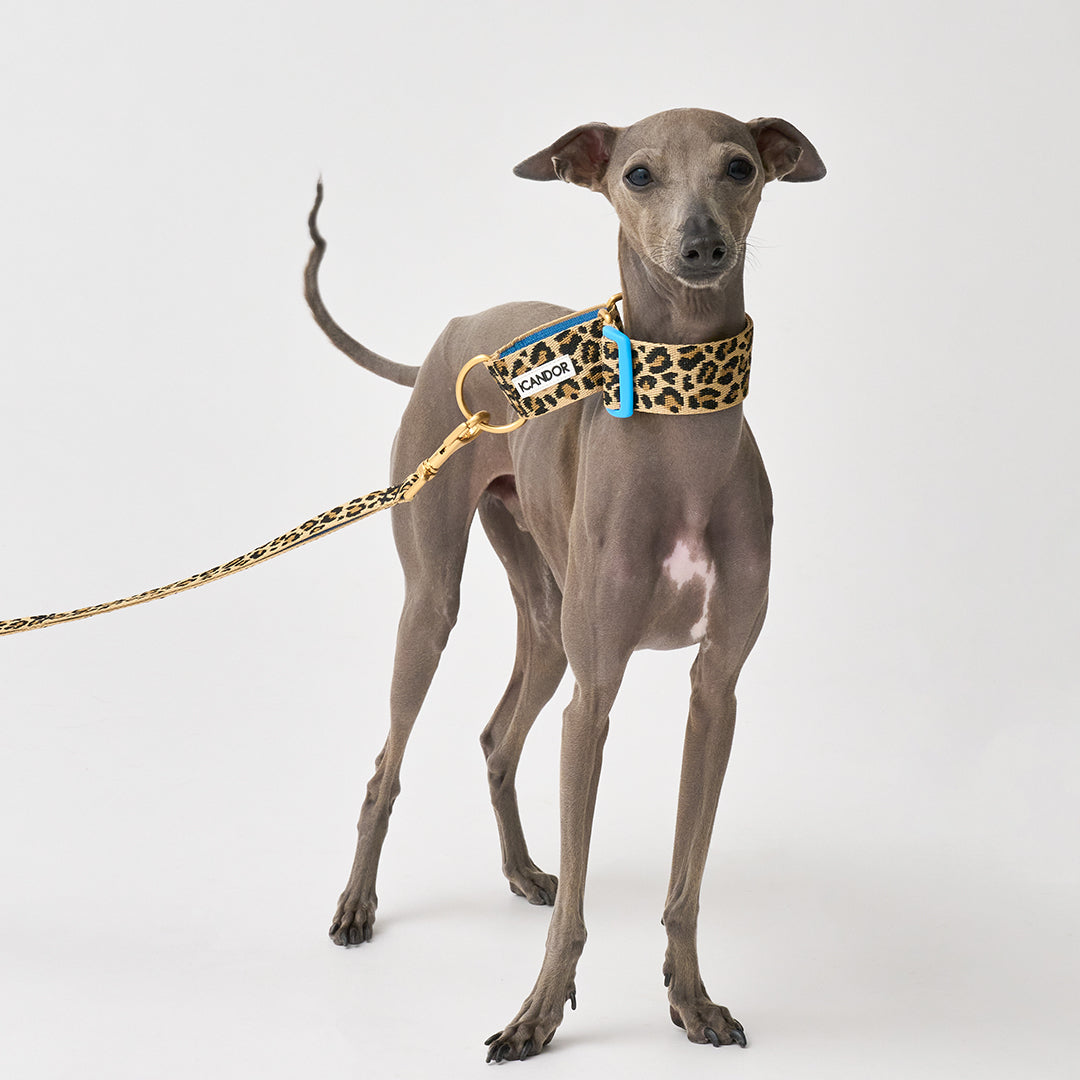 Smooth Martingale Collar 38mm_Leopard