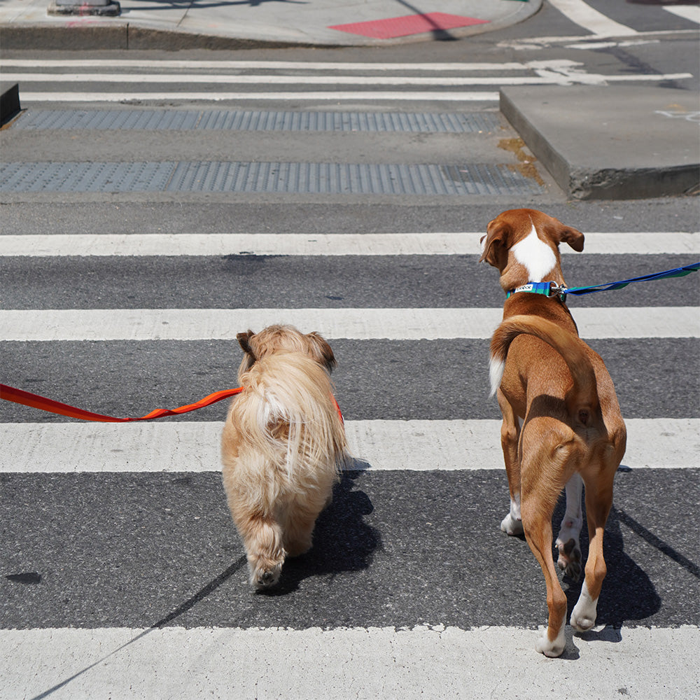 No-Pull Harness_Forest