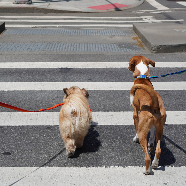 No-Pull Harness_Forest