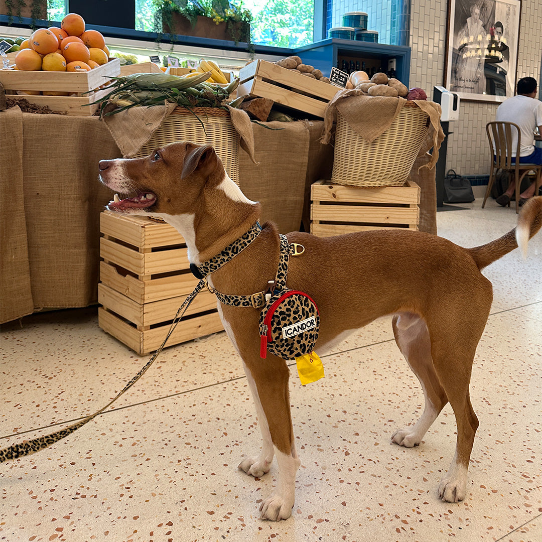 No-Pull Harness_Leopard