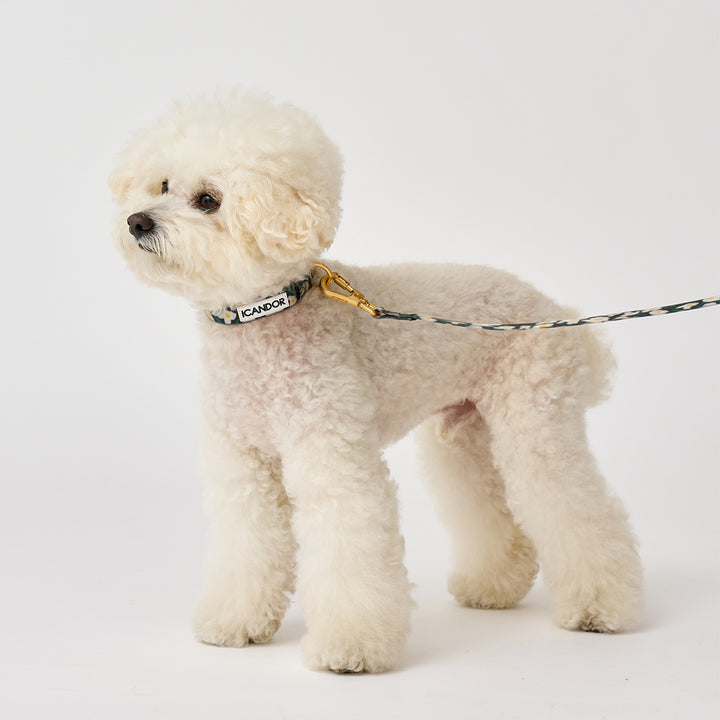 Capri Waterproof Collar_Big Fish