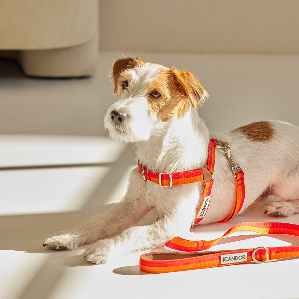 No-Pull Harness_Sunset