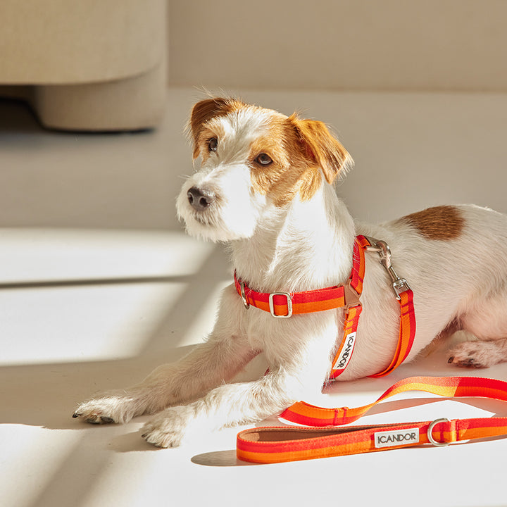 No-Pull Harness_Sunset