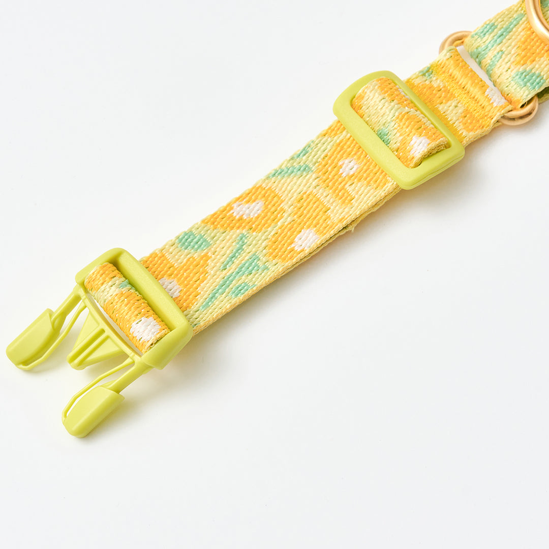 Martingale Collar, Buckle_Big Fish Yellow