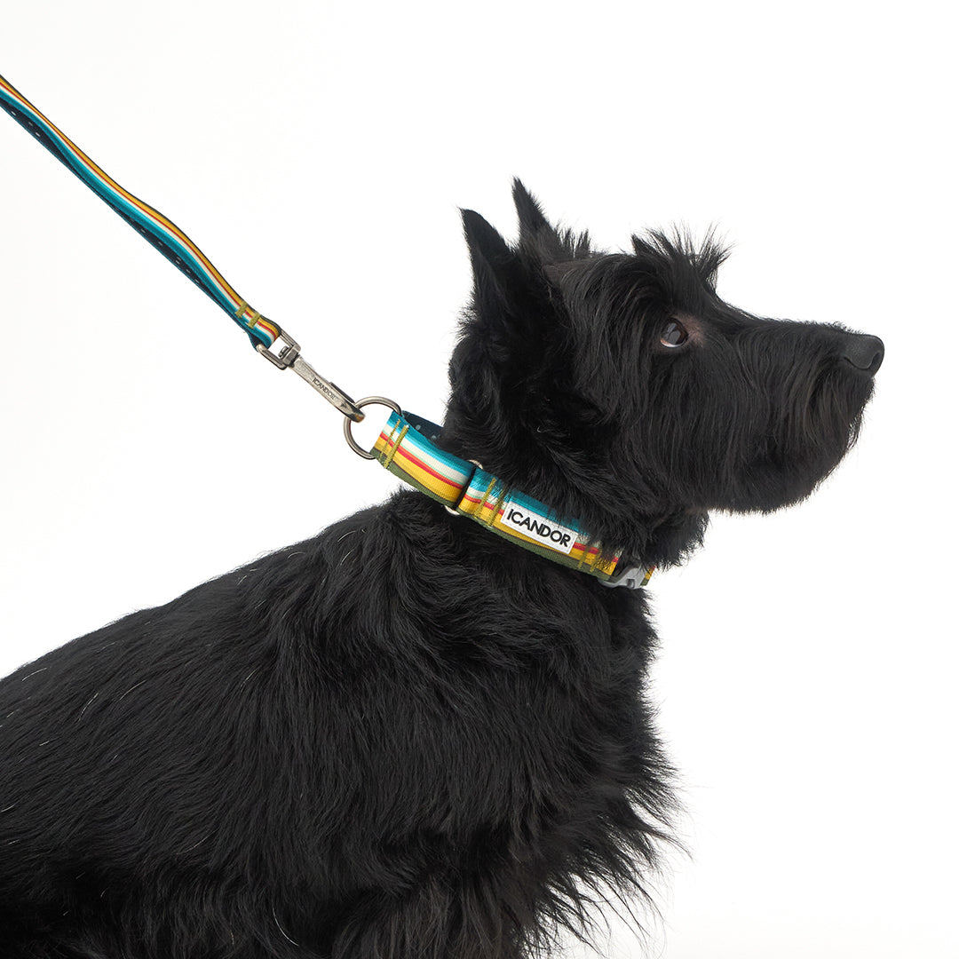 Martingale Collar, Buckle_Ripple