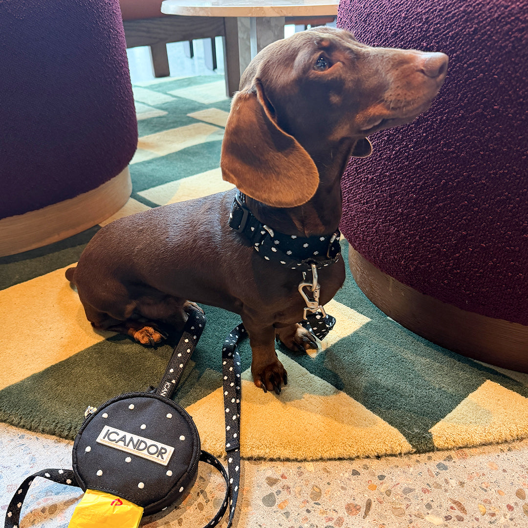 Martingale Collar, Buckle_Polka Dot