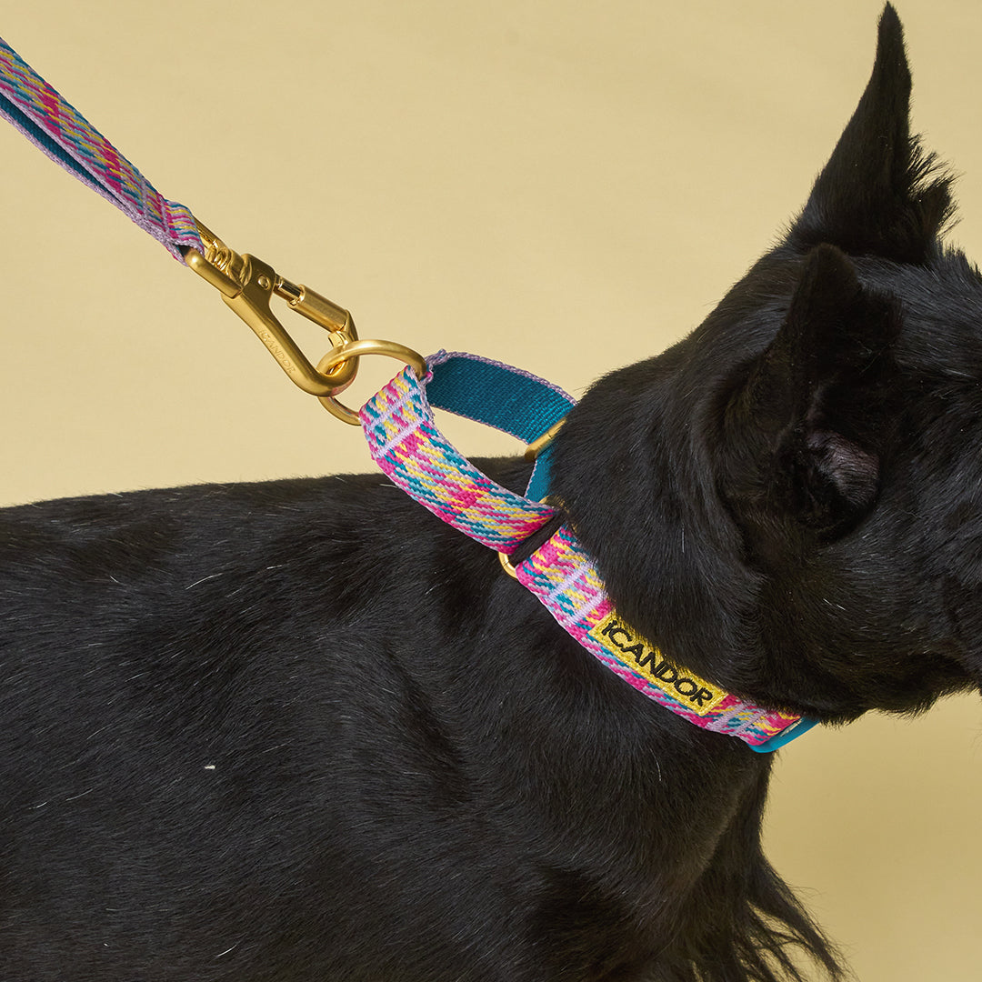 Martingale Collar, Buckle_Edinburgh Check