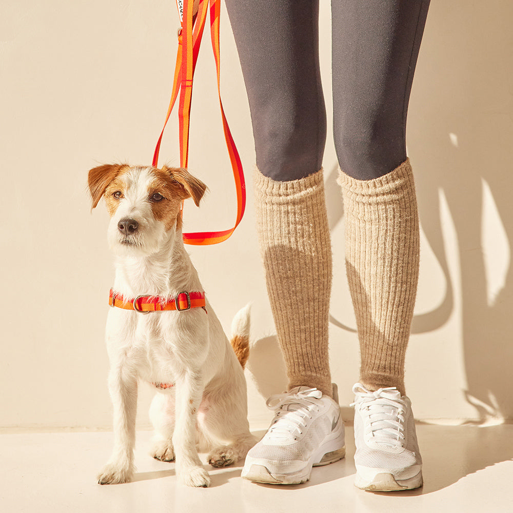 No-Pull Harness_Sunset