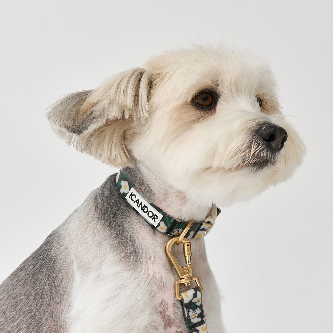 Capri Waterproof Leash_Big Fish