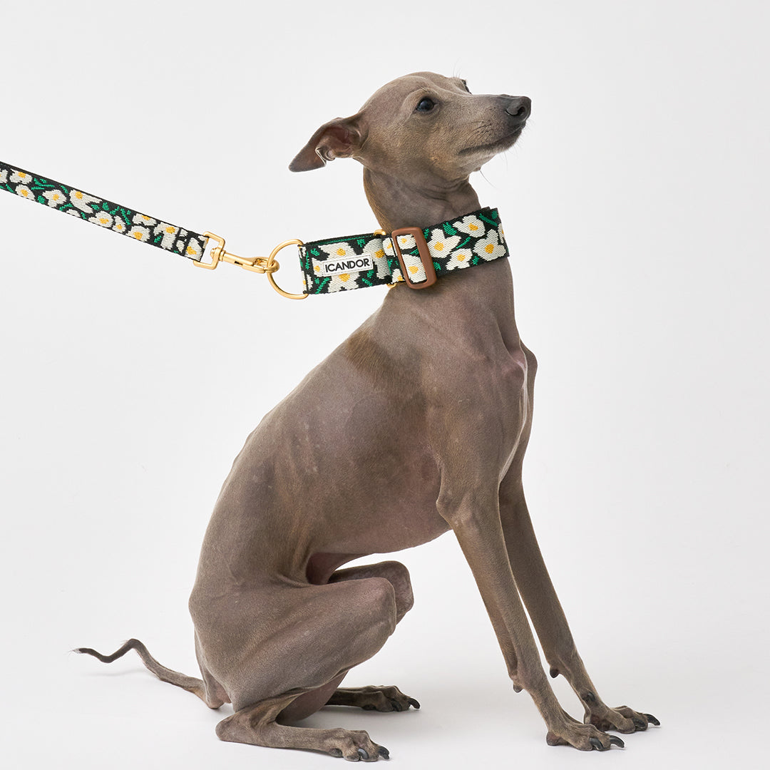 Smooth Martingale Collar 38mm_Big Fish
