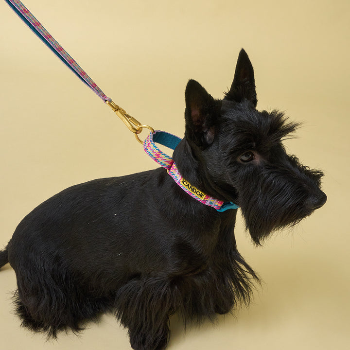 Martingale Collar, Buckle_Edinburgh Check