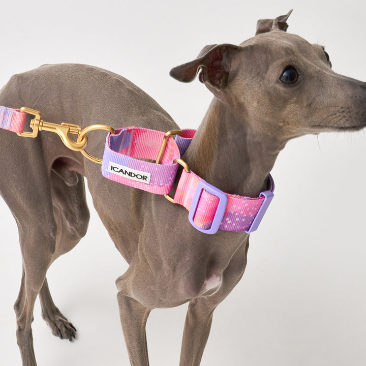 Smooth Martingale Collar 38mm_Milky Way
