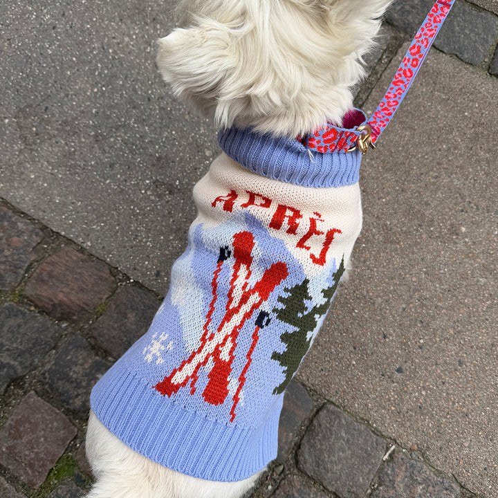 White dog wearing the Aspen Woolies Apres sweater, view from above