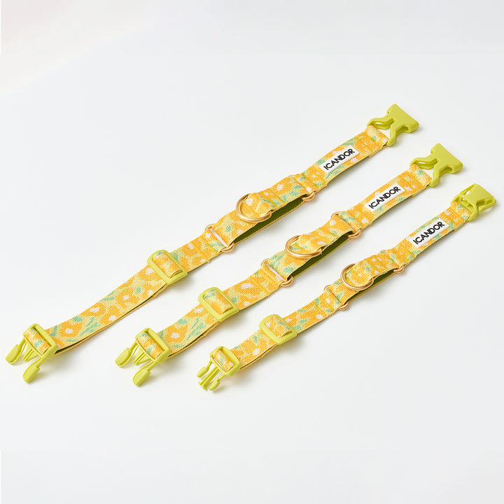 Martingale Collar, Buckle_Big Fish Yellow