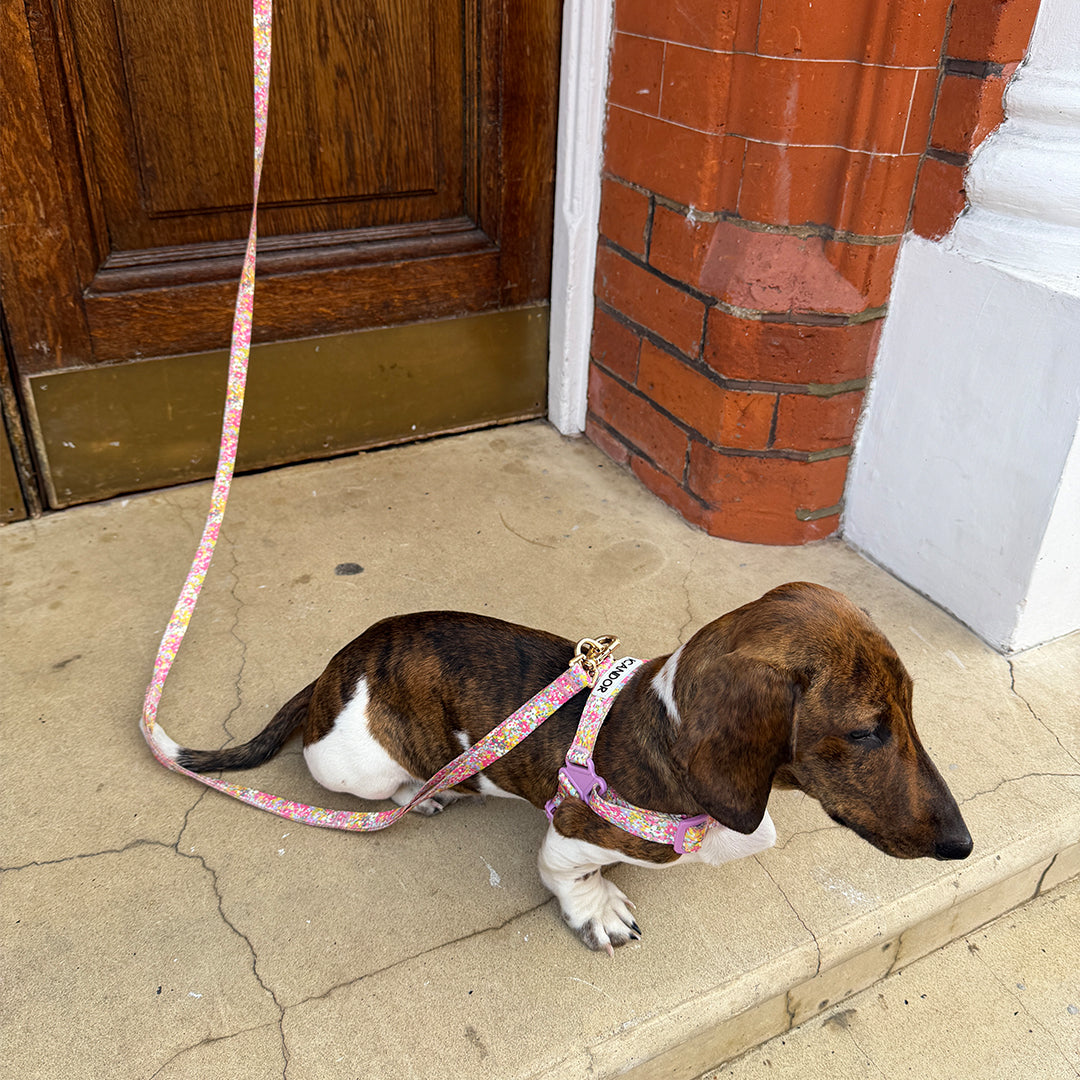 Gentle Leash Bolt, 1.6m(15mm)_Flora