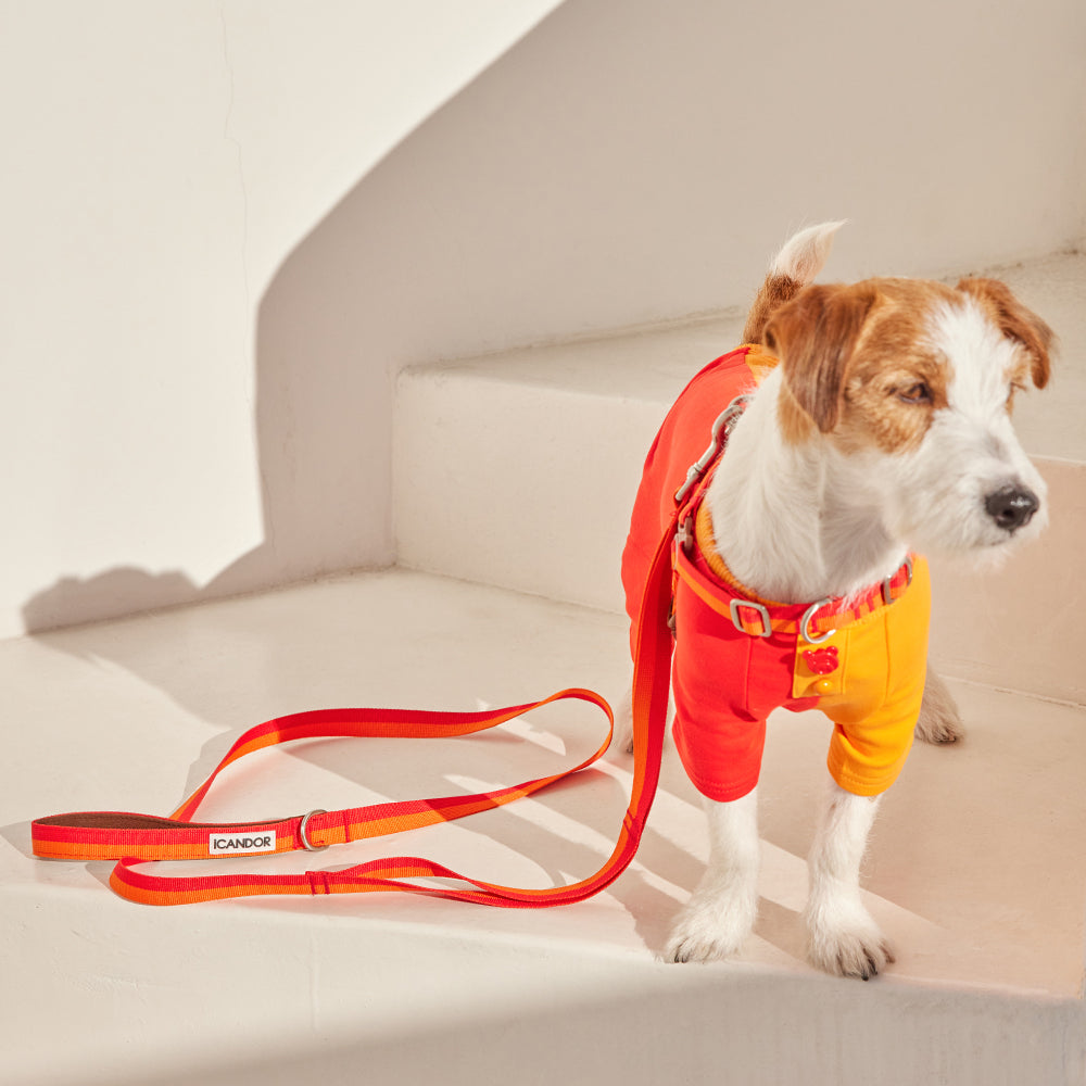 No-Pull Harness_Sunset