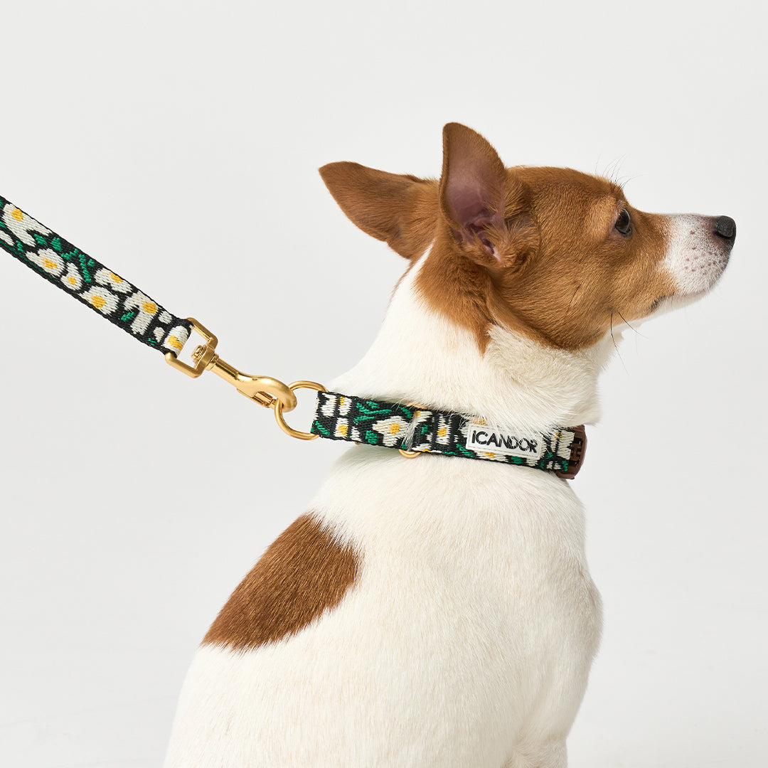 Martingale Collar, Buckle_Big Fish