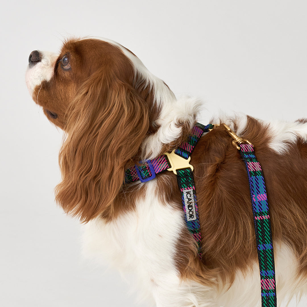 No-Pull Harness_Urban Checks