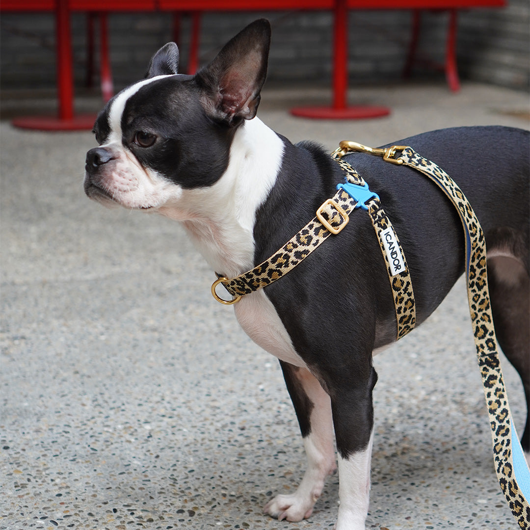 No-Pull Harness_Leopard
