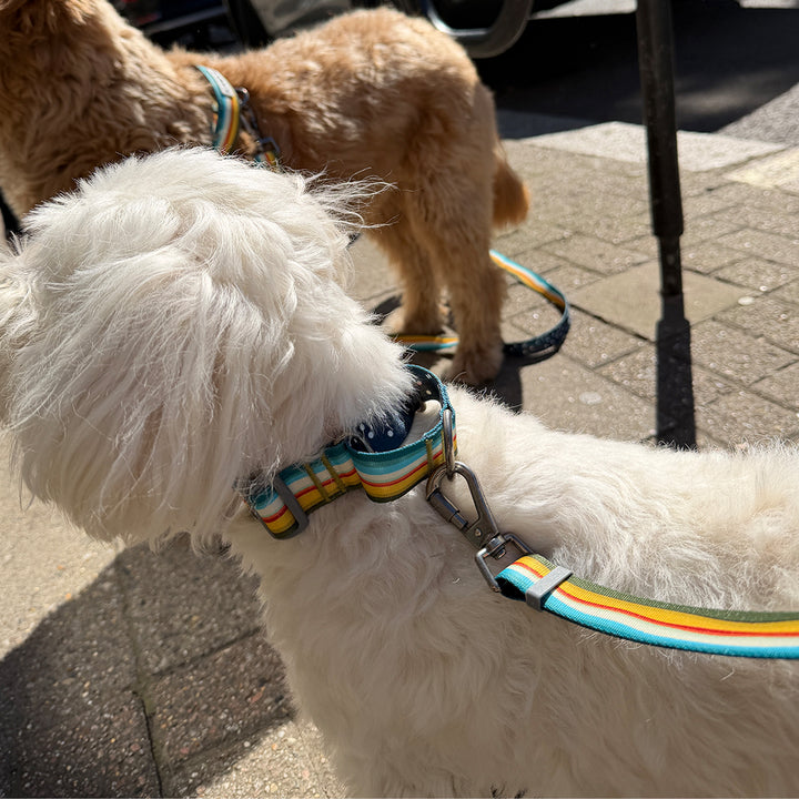 Martingale Collar, Buckle_Ripple