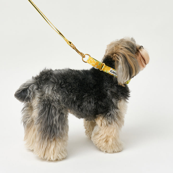 Martingale Collar, Buckle_Big Fish Yellow