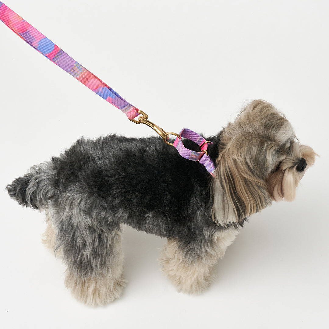 Martingale Collar, Buckle_Milky Way