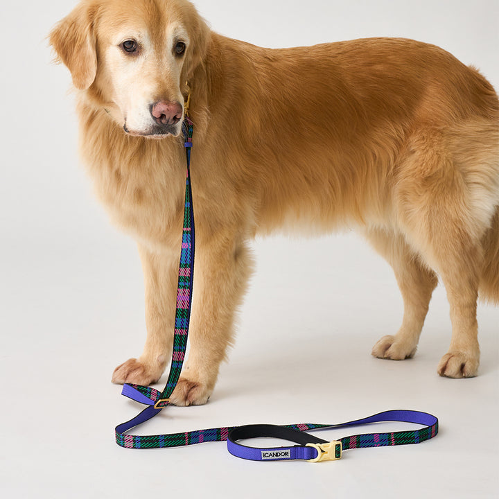 Gentle Leash Bolt, Long_Urban Checks