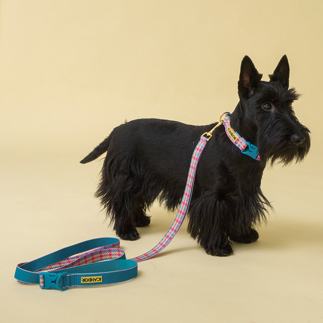 Gentle Leash Bolt_Edinburgh Check