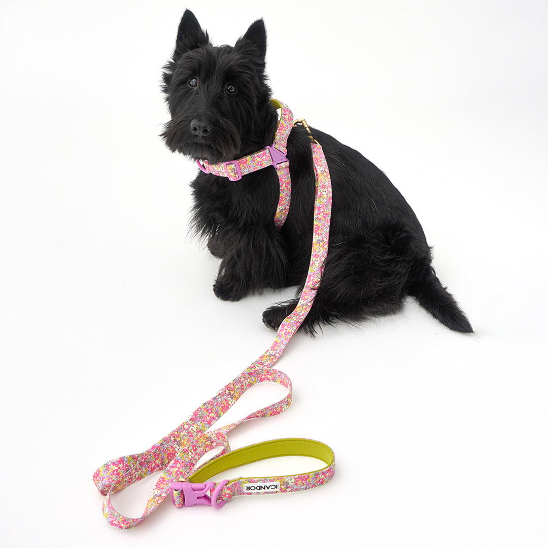 Gentle Leash Bolt_Flora