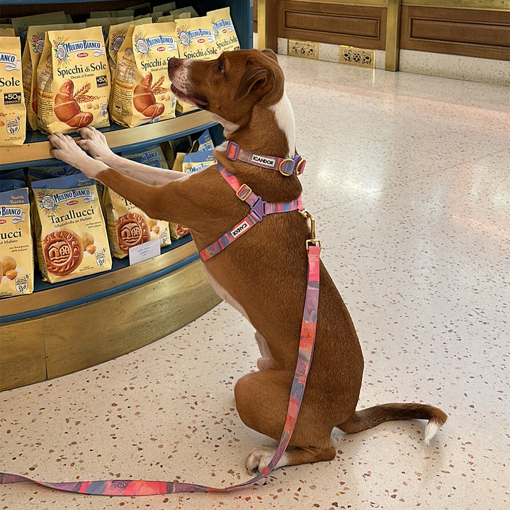 No-Pull Harness_Milky Way