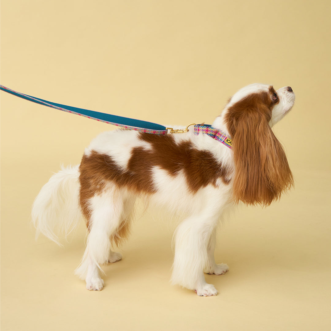 Martingale Collar, Buckle_Edinburgh Check