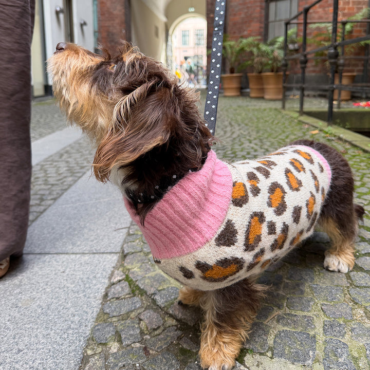Dog wearing the Aspen Woolies Leopard sweater with pink collar, side view
