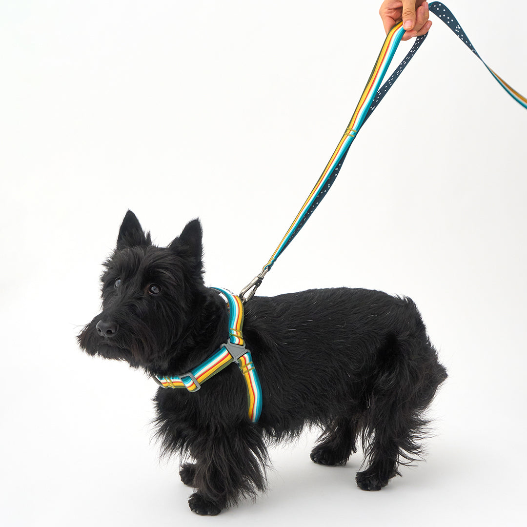 Gentle Leash Bolt_Ripple